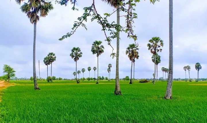 Killing Field & Paddy Rice Fields Tuk Tuk Adventure
