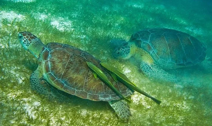 Turtles and Cenote from Cancun