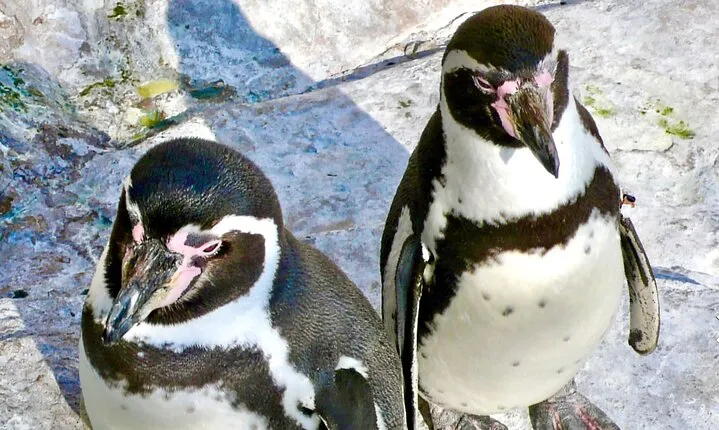 Wild Penguins,Birds,Sandboard,Chilean Drinks & Food/From Valpo