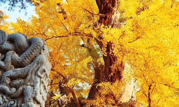 Beijing Private Day Tour to Tanzhe Temple & Marco Polo Bridge