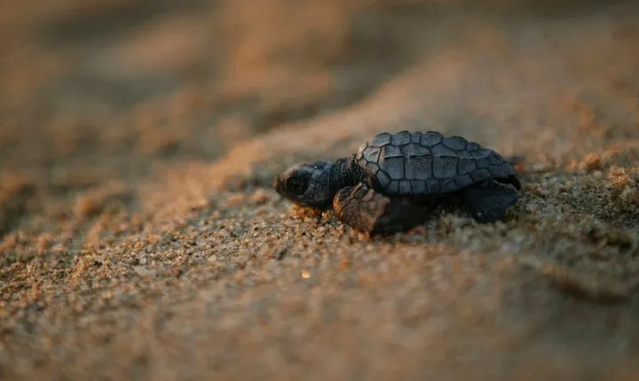 Los Cabos Turtle Release Eco-Experience