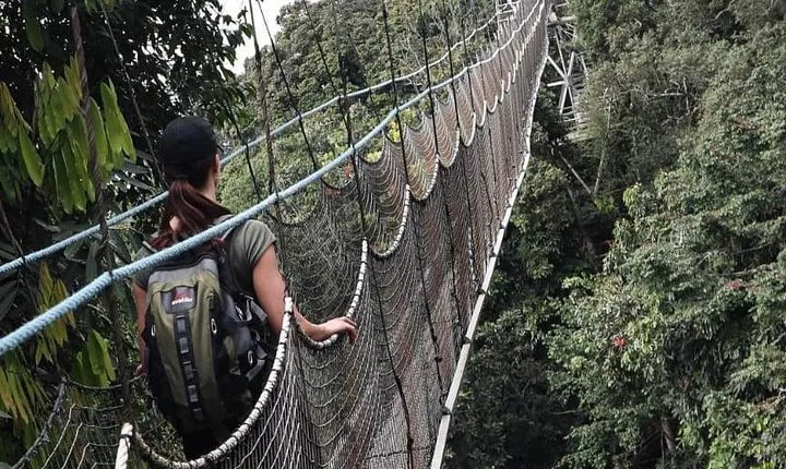 2 Days Rwanda Chimpanzee Trekking Safari