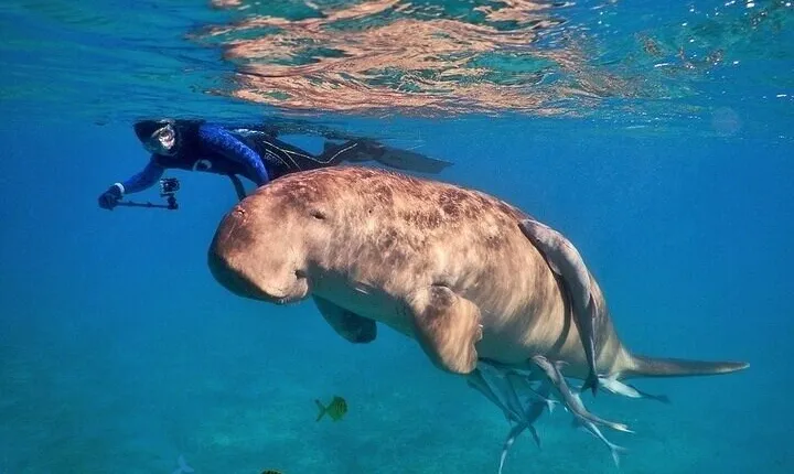 Marsa Mubarak Snorkeling With Intro Diving and Lunch