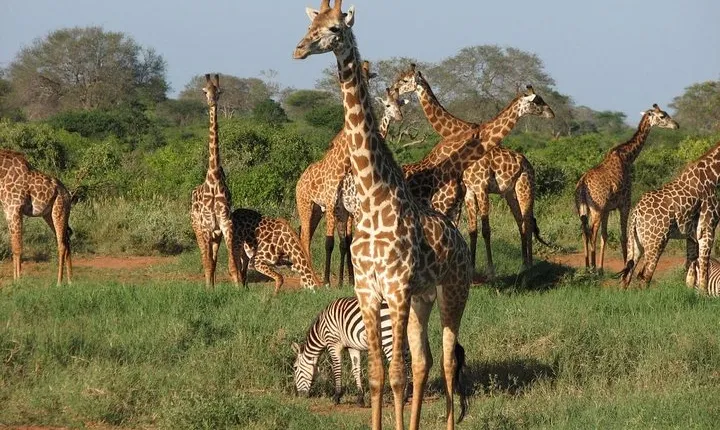 2 DAYS TSAVO EAST SENTRIM CAMP (Cost Based on Minimum 2 persons)