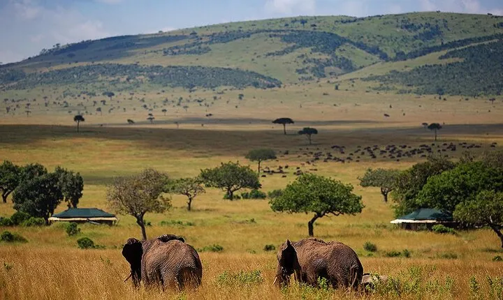 3 Days 2 Nights Maasai Mara National Reserve Joining Safari