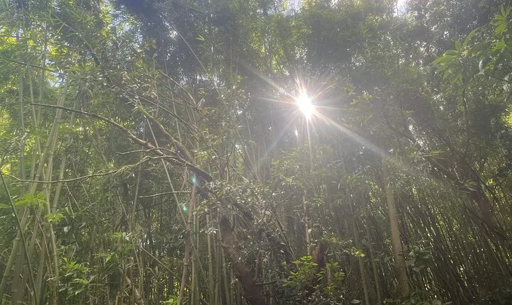 3 Hours Private Hiking and Bushwalking in the Aiea Loop Trail
