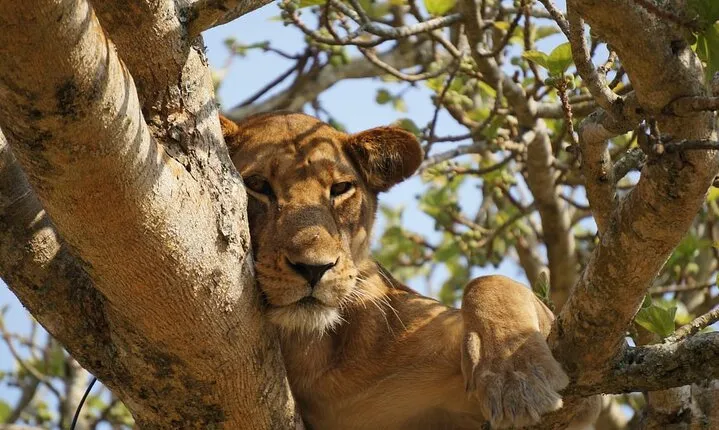 3 days Queen Elizabeth National park tour