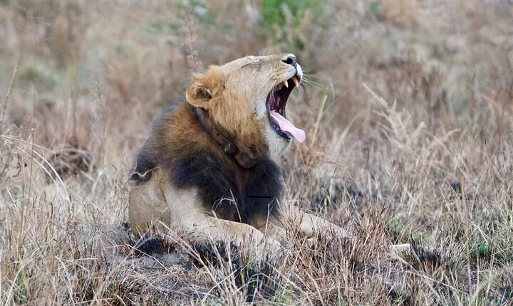3-Day Lake Mburo & Queen Elizabeth National Parks
