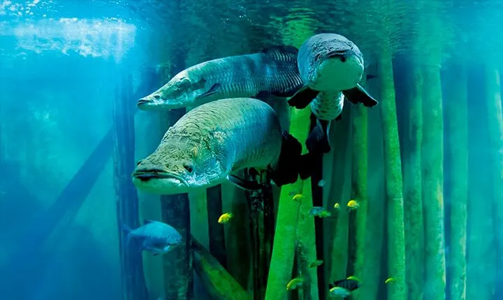 Zaragoza Aquarium Admission Ticket