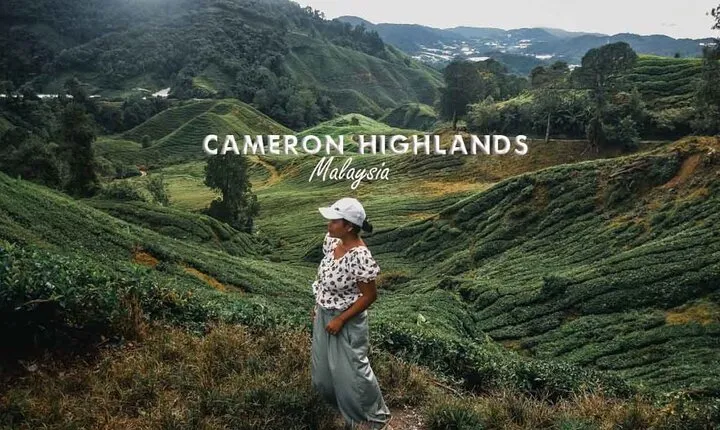  Cameron Highland Day Tour From Kuala Lumpur By Group