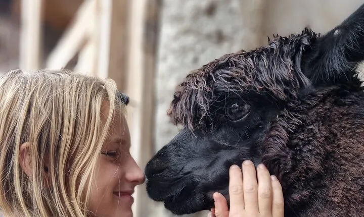 Walking with alpacas - Domačija Loncnar - Bohinj