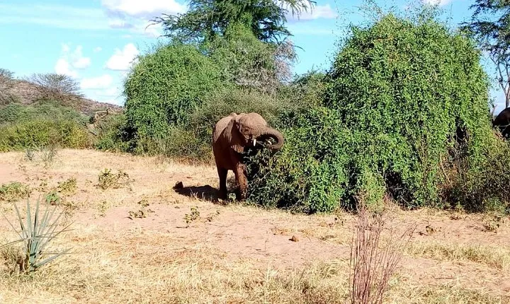 Tarangire National Park Full day Tour