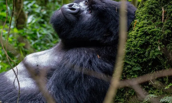 2 Days Uganda Gorilla Trek from Kigali