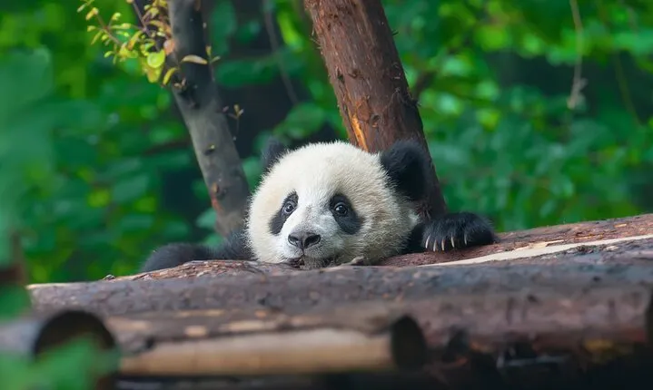 Exclusive Chengdu by Private Car: Giant Pandas & Leshan Buddha