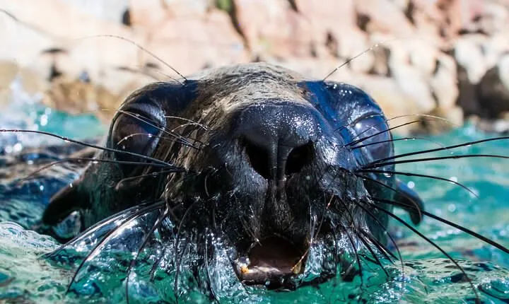 Seal Swimming Activity in Plettenberg Bay