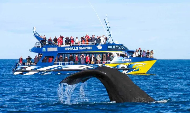Whale Watching from Kalpitiya on Private Boat