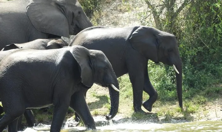 4 days Gorilla trekking and wildlife experience