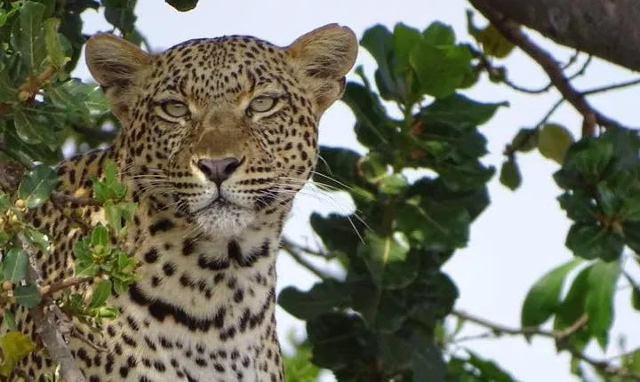 6 Days Tanzania Classic Safari