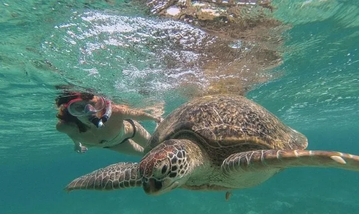 Discover Marsa Mubarak Snorkeling & Turtle House Trip- El Quseir