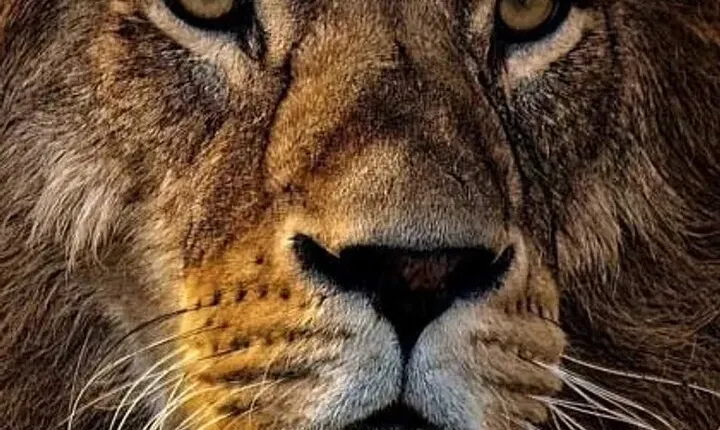 4-Day Tanzania Camping Safari Experience