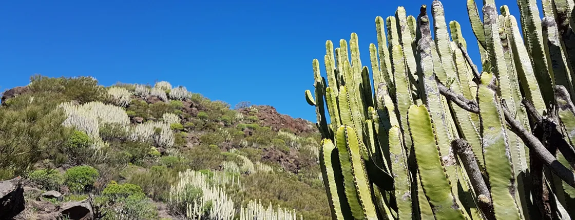Teide Discovery Walks Tour