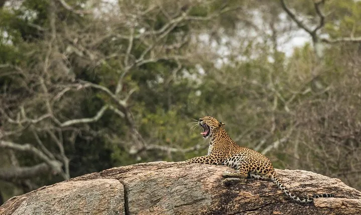 Private Tour : YALA National Park with Experienced Driver/Guide