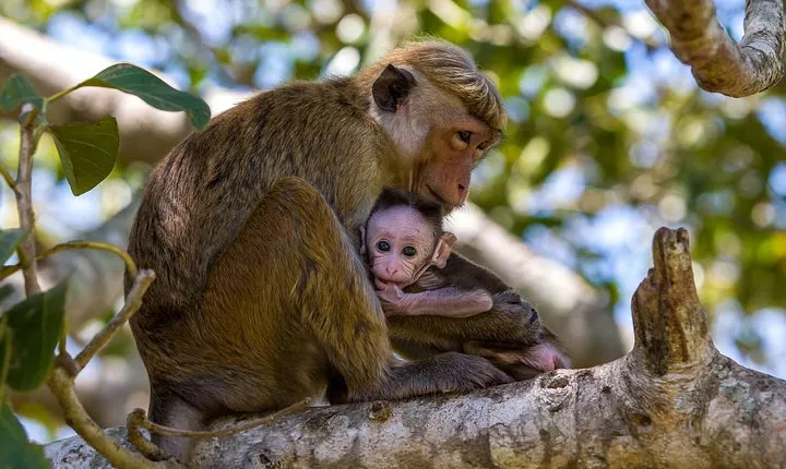 Wilpattu National Park Private Full Day Tour From Colombo