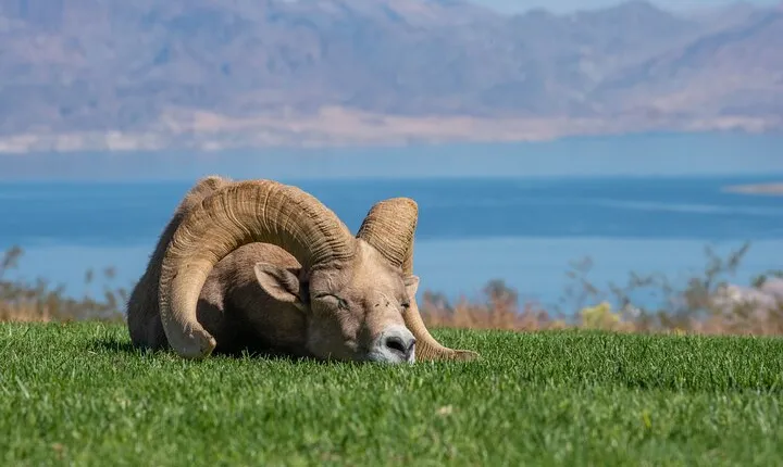 From Las Vegas Lake Mead Wildlife and Seven Magic Mountains