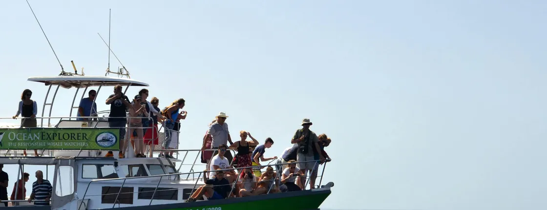 Flipper Whale Watching Afternoon Boat Trip Ticket