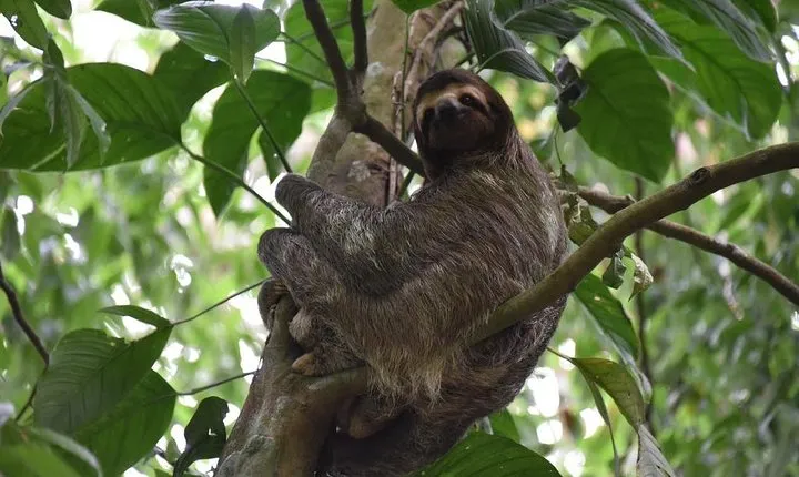 Sloth Adventure From Guanacaste