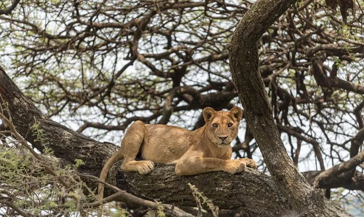 3-Day Serengeti & Ngorongoro Adventure: Budget Safari