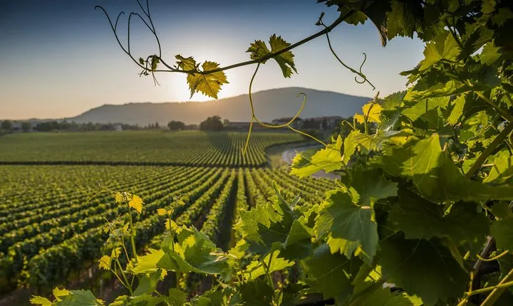 Rome Countryside Delights: Exclusive Wine Tasting Tour 