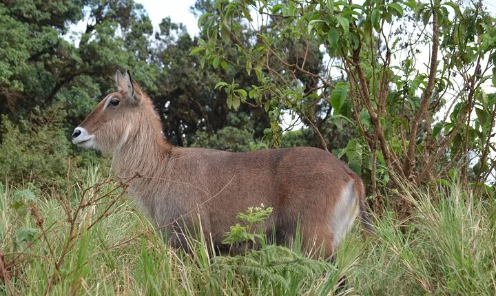 4 days serengeti & ngorongoro mid range tour