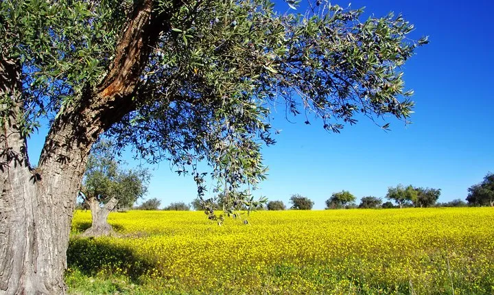 Unique Greek Experience in 1week! 7Days Private Land Tour From Athens