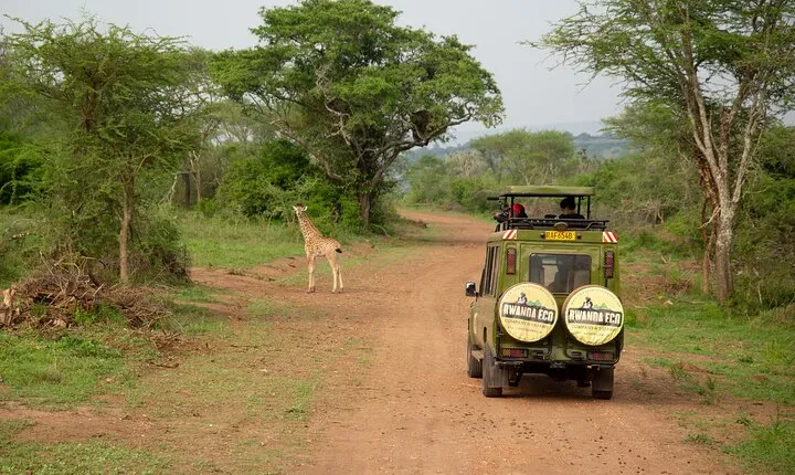 1 Day Akagera Game Drive Safari