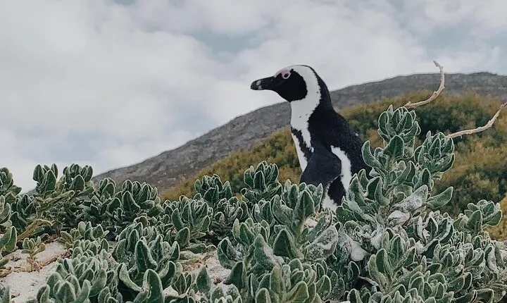  Penguins Private Tour- Cape of Good Hope & Cape Point Tour from Cape Town