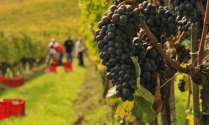 Brunello and Nobile, Wine Lover Tour Montalcino and Montepulciano