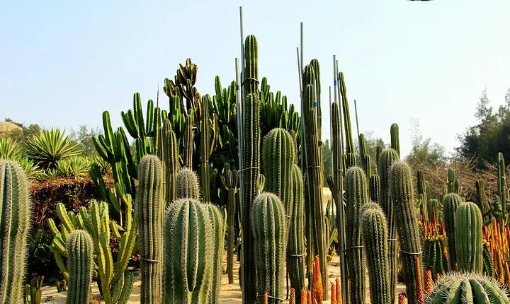 Flexible Xiamen Private Half Day Tour to Experience Xiamen Botanical Garden