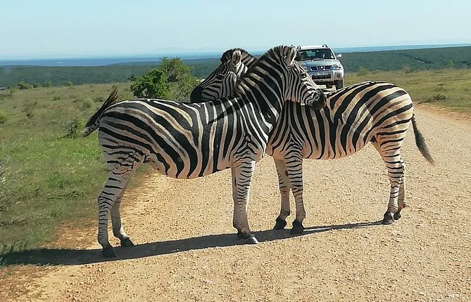 Addo Elephant Park Day Safari from Port Elizabeth