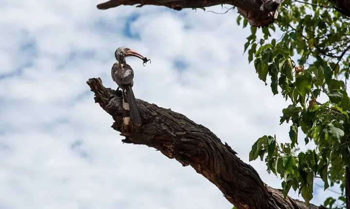 Bird Watching Safari