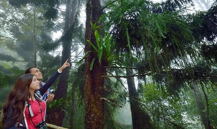 Kinabalu Park Tour With Poring Hot Springs From Kota Kinabalu