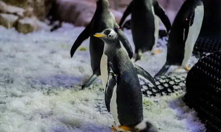 Dubai Aquarium Underwater Zoo An Unforgettable Penguin Experience