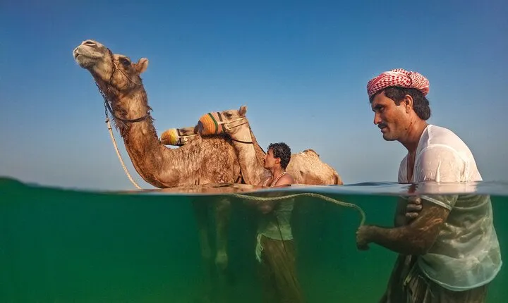 Swimming with Race Camels Experience