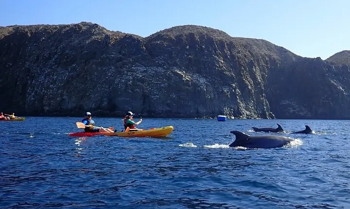Tenerife: Kayaking and snorkeling, snacks, photos and marine life safari