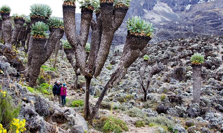 Climb Mount Kilimanjaro: 7 Days Machame Route