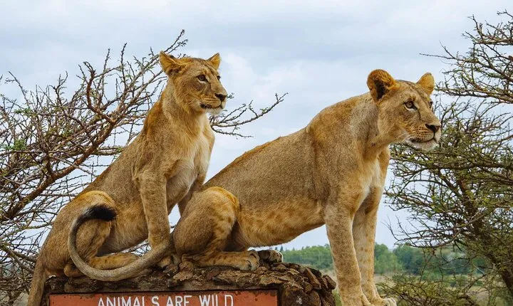 Safari to Nairobi National Park,Giraffe center& Kobe bead Factory