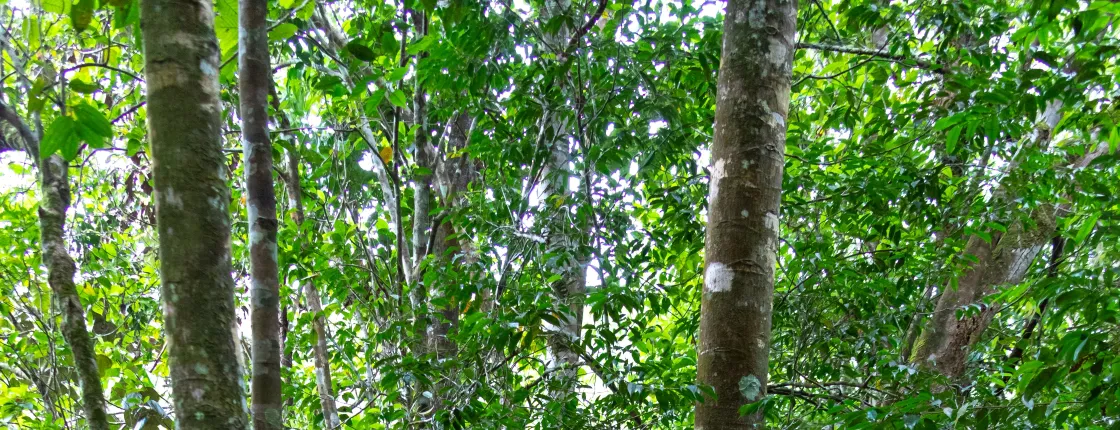 Sinharaja Forest Trek