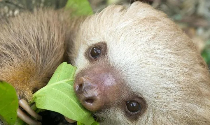 Sloths Lovers Tour. Puerto Limon Shore Excursion