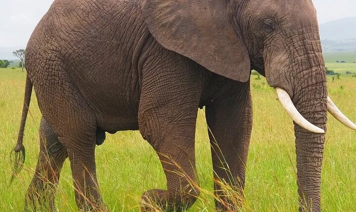 4 Days Tsavo West – Amboseli and Tsavo East Safari