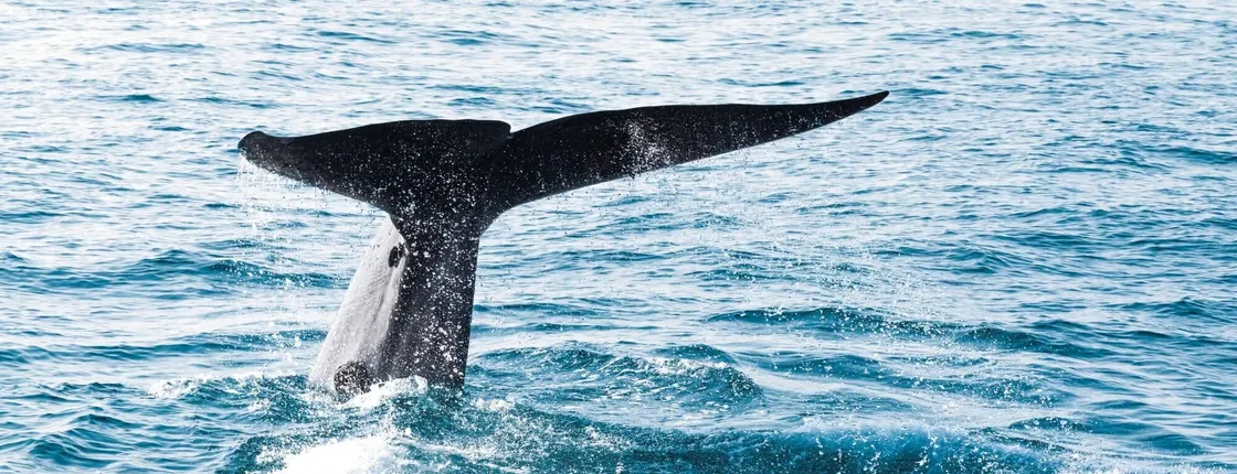 Whale & Dolphin Watching Boat Trip with Trincomalee Tour from the East Coast